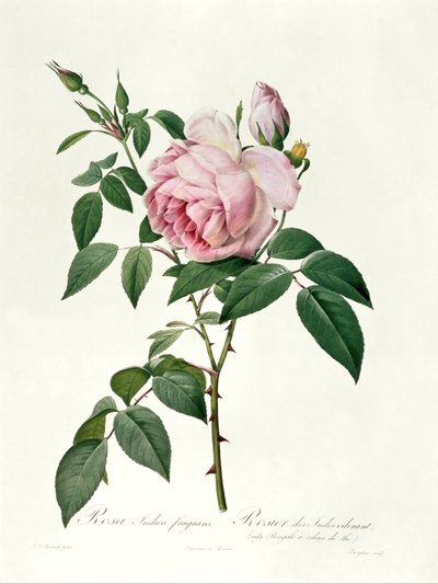 Rosa chinensis y Rosa gigantea, de 